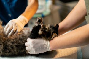 Best Age for Spays & Neutering