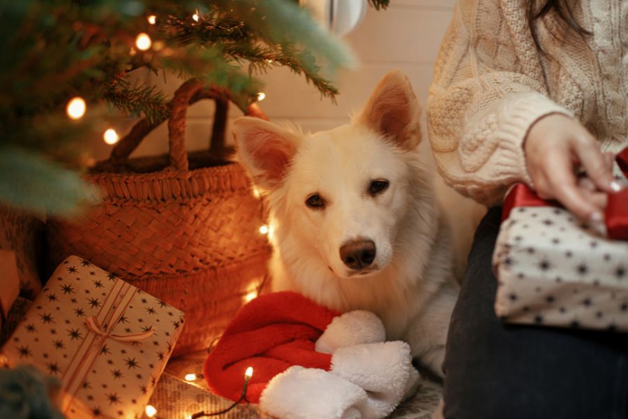 Christmas Burn Risks for Pets