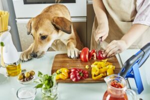 Protein Dog Foods