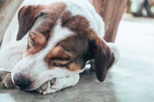 Colitis in Dogs