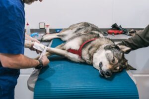 Dog Cruciate Injuries