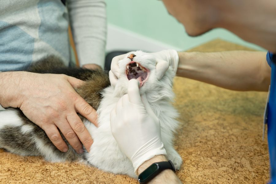 Kitten Dental Guide
