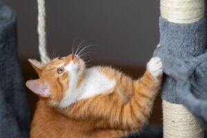 How to Stop Cats from Scratching Furniture
