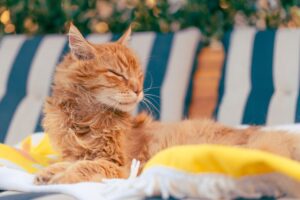 Heat Safety Tips for Dogs & Cats