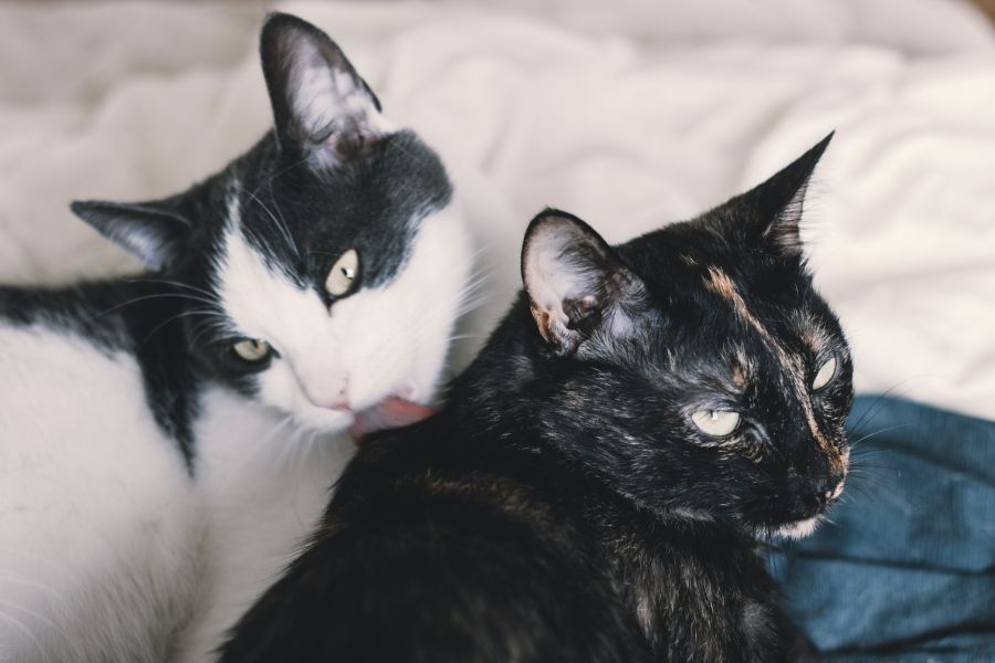 Cats for Allergies