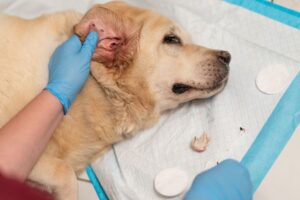 How to Kill Fleas on Dogs