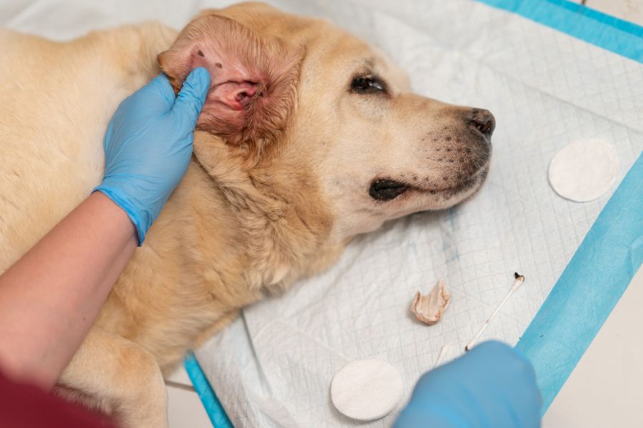 How to Kill Fleas on Dogs