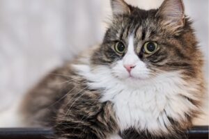 Ragamuffin Cat Lifespan