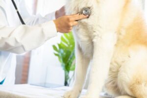 Pet Annual Wellness Visit