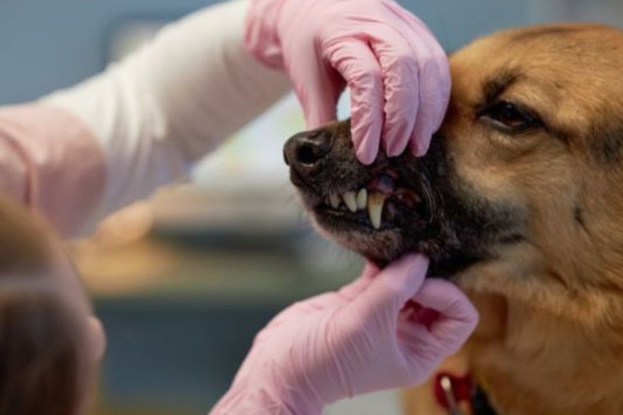 Veterinary Dentistry