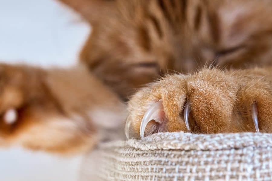 Cat Nail Trimming
