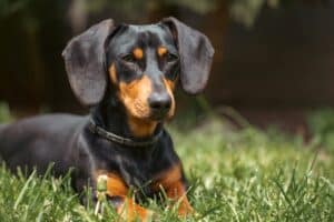 IVDD in Dogs