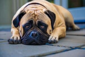 Benadryl in Dogs