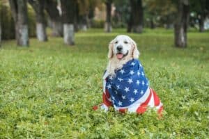Fireworks Stress