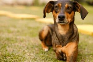Hydrogen Peroxide for Dogs