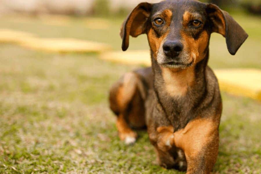 Hydrogen Peroxide for Dogs