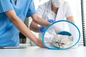 Loss of Appetite in Cats