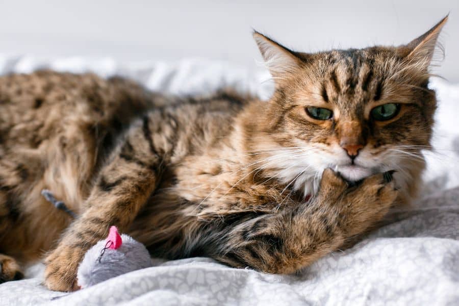 Cat Diarrhea