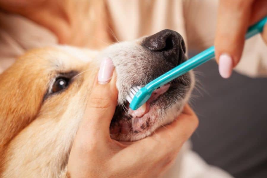 Pet Oral Health Problems