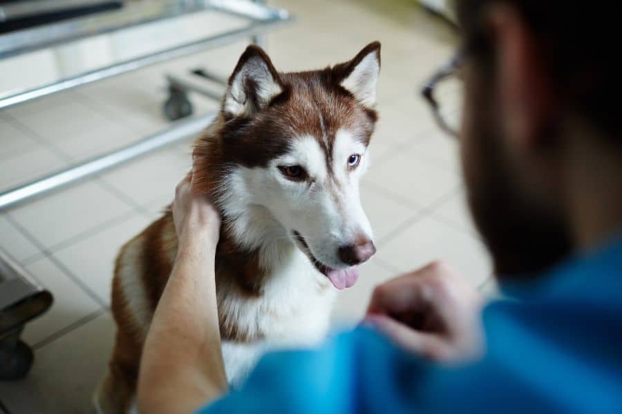 Husky Lifespan
