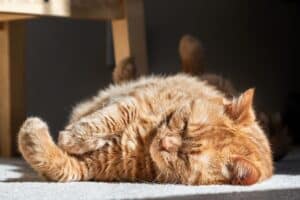Maine Coon Mix