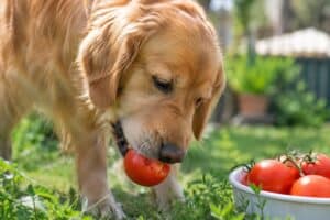 Is Tomato Skin Safe for Dogs