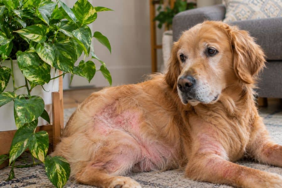 Skin Allergies