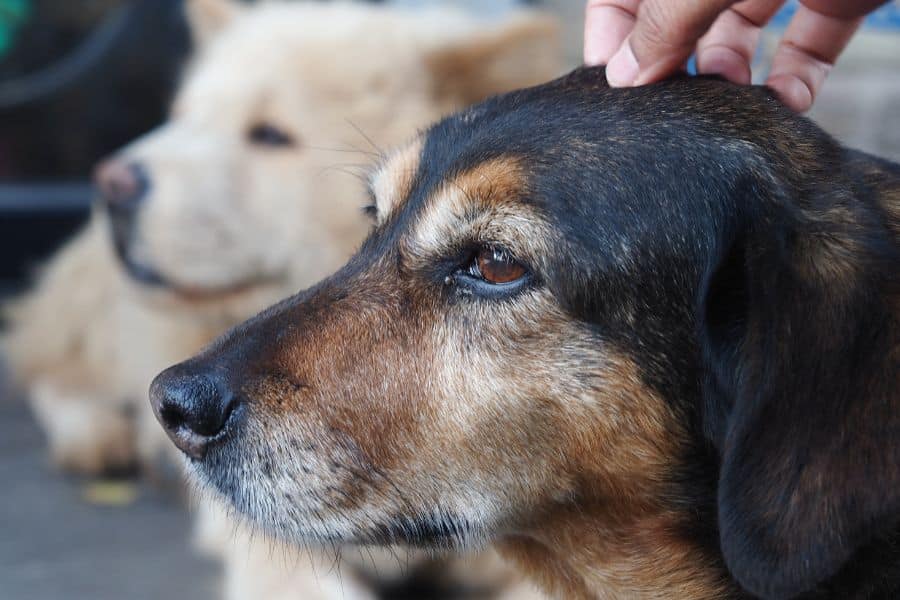 Separation Anxiety in Dogs