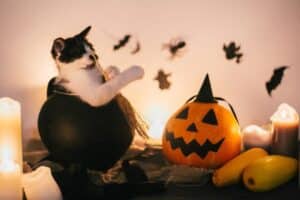 Helping Shy Cats Cope With Costumed Visitors and Halloween Noise