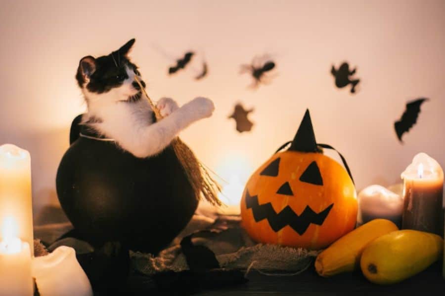 Helping Shy Cats Cope With Costumed Visitors and Halloween Noise